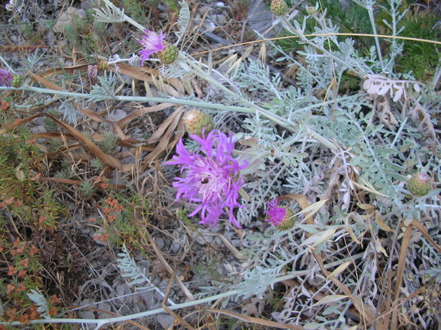 Centaurea cineraria / Fiordaliso delle scogliere