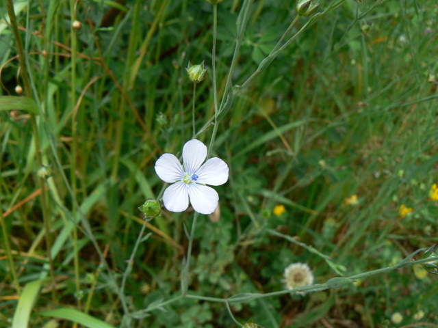 Linum bienne