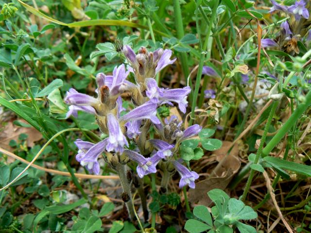 Orobanche ramosa subsp. mutelii (= Phelipanche mutelii) / Succiamele ramoso