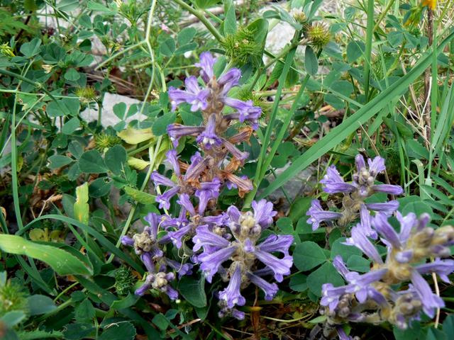 Orobanche ramosa subsp. mutelii (= Phelipanche mutelii) / Succiamele ramoso