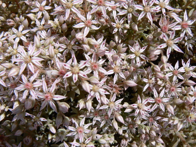 Sedum hispanicum