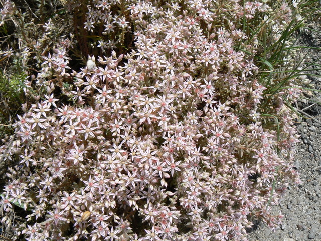 Sedum hispanicum