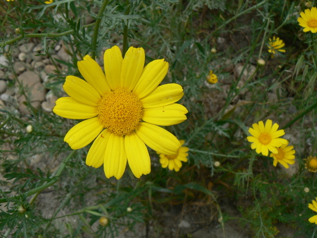 Glebionis coronarium