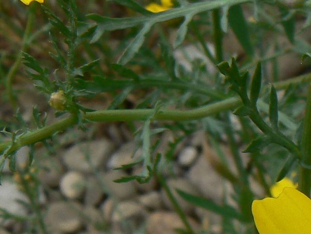 Glebionis coronarium