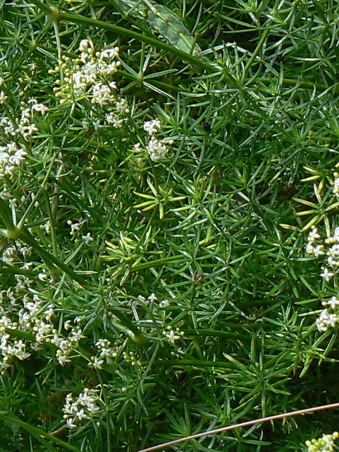 Galium sp