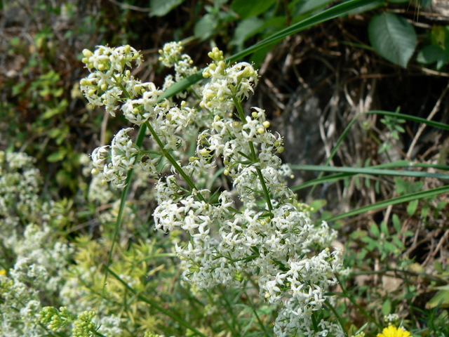 Galium sp