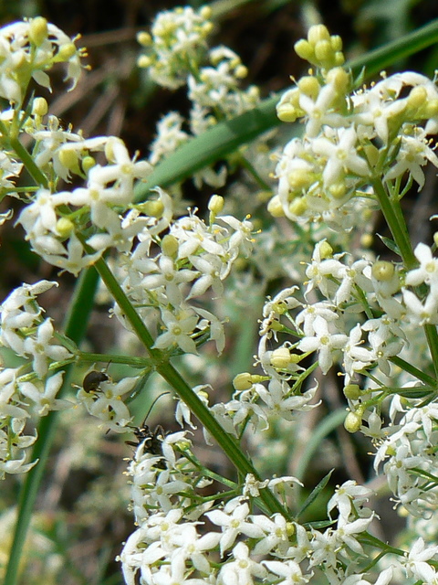 Galium sp