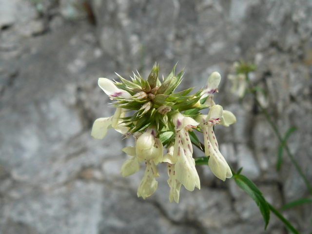 Stachys recta