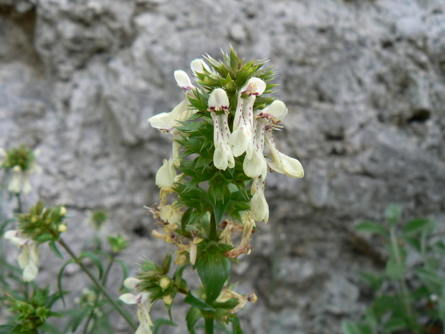 Stachys recta