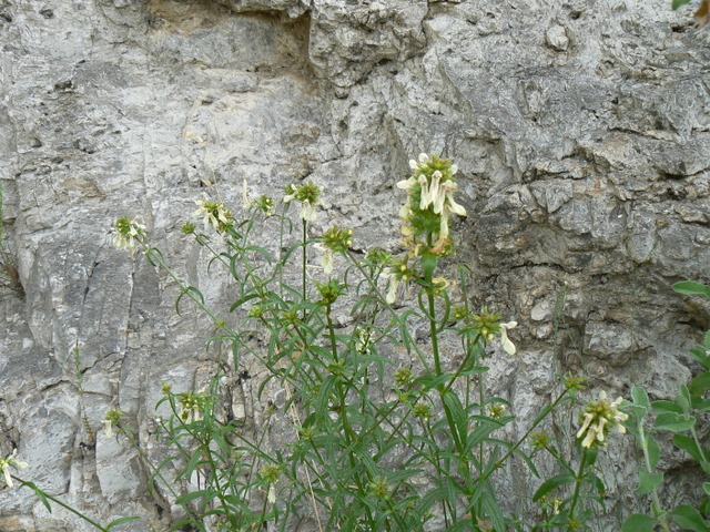 Stachys recta