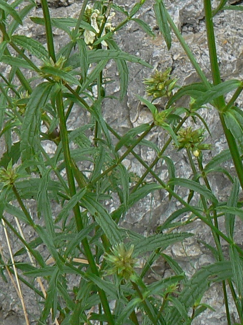 Stachys recta