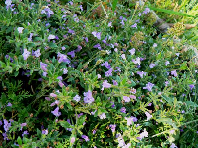 Acinos alpinus