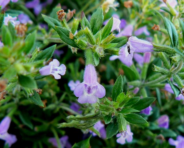 Acinos alpinus