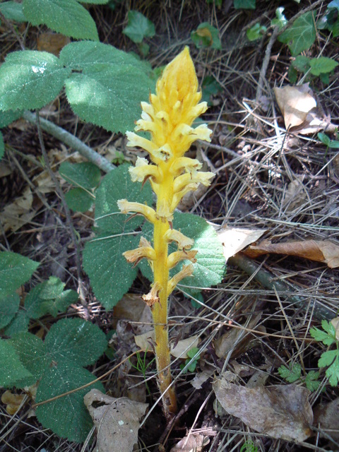 Orobanche sp.