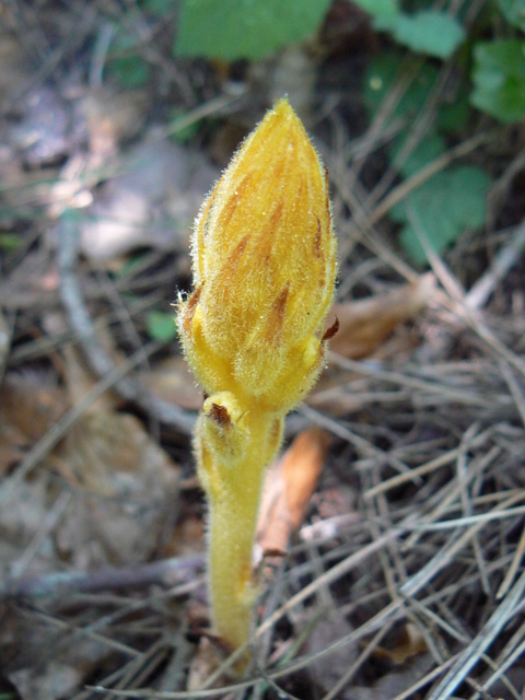Orobanche sp.