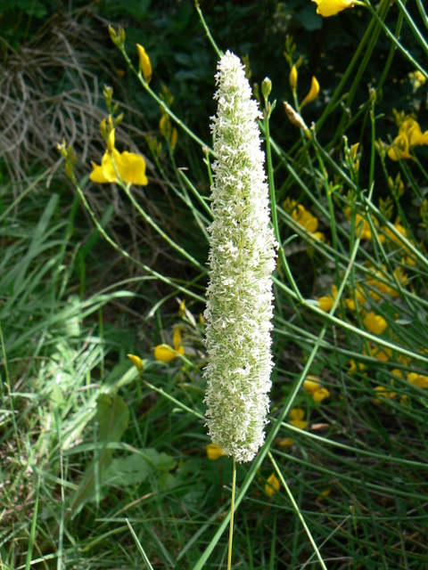 Graminacea