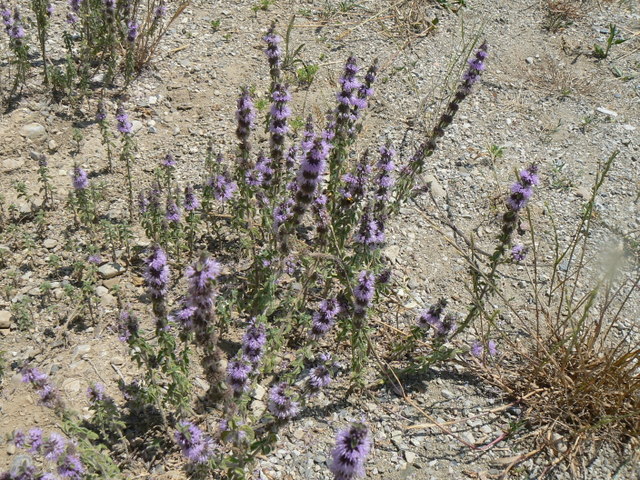 Infiorescenze viola a torciglione - Mentha pulegium