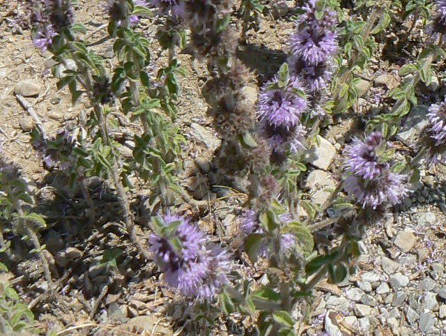Infiorescenze viola a torciglione - Mentha pulegium
