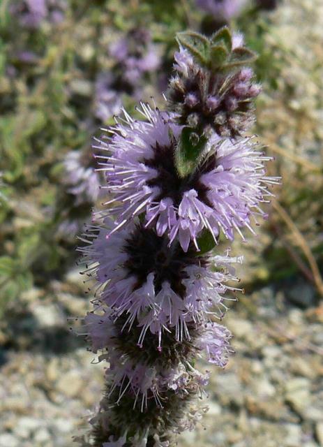 Infiorescenze viola a torciglione - Mentha pulegium