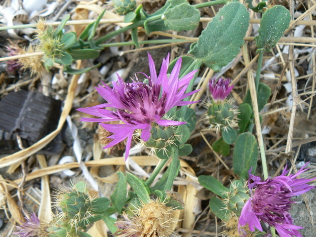 Centaurea sphaerocephala / Fiordaliso delle spiagge