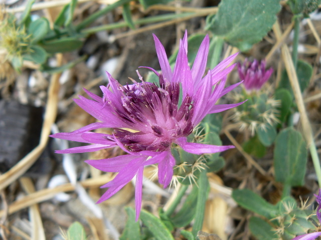 Centaurea sphaerocephala / Fiordaliso delle spiagge