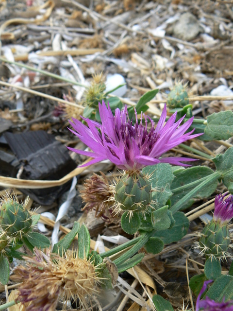 Centaurea sphaerocephala / Fiordaliso delle spiagge