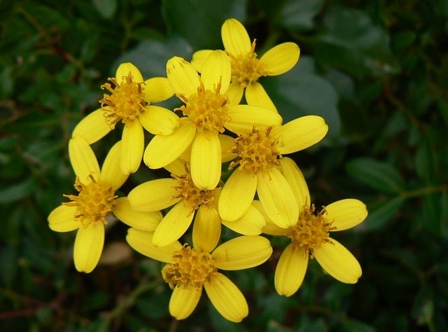 Senecio angulatus / Senecione angolato