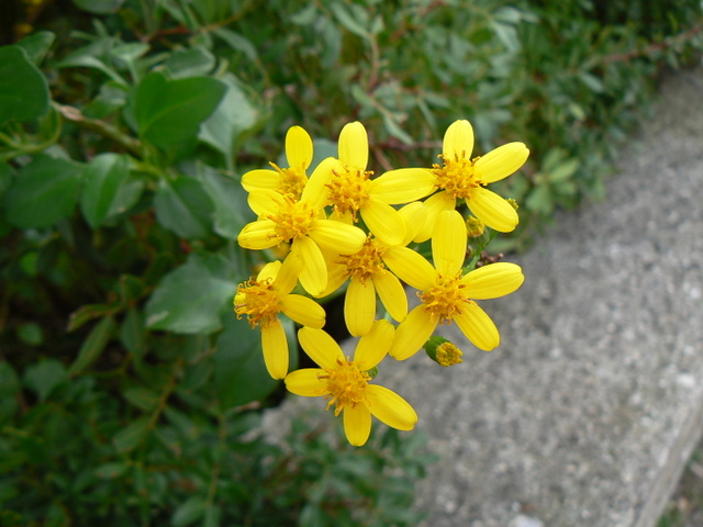 Senecio angulatus / Senecione angolato