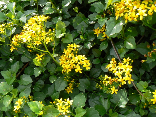 Senecio angulatus / Senecione angolato