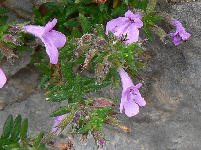 Acinos alpinus