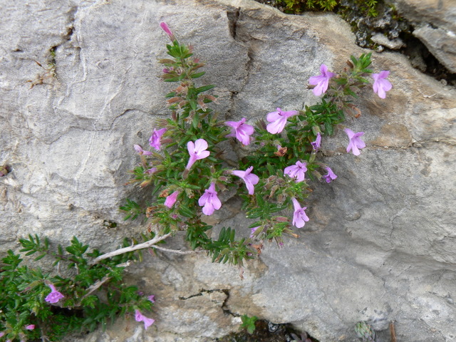 Acinos alpinus