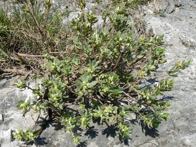 Thymelaea tartonraira / Timelea tartonraira