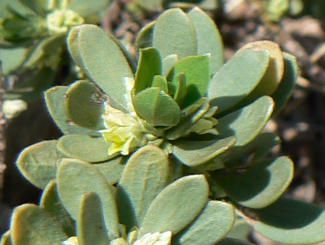 Thymelaea tartonraira / Timelea tartonraira