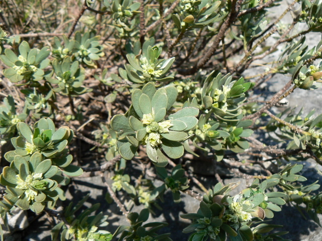 Thymelaea tartonraira / Timelea tartonraira