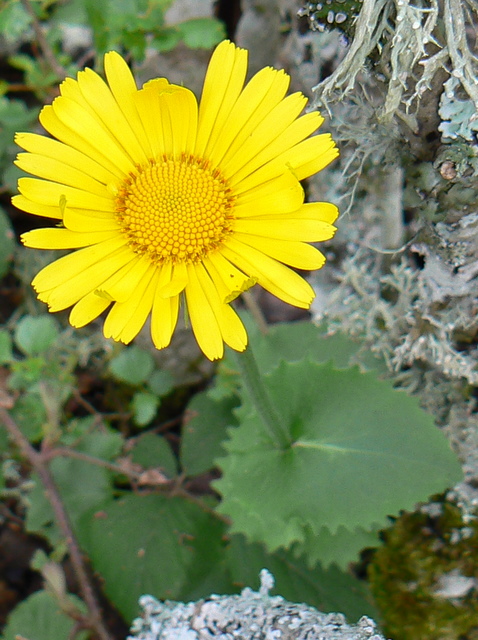 Doronicum sp.
