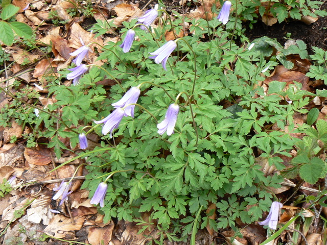 Anemone apennina