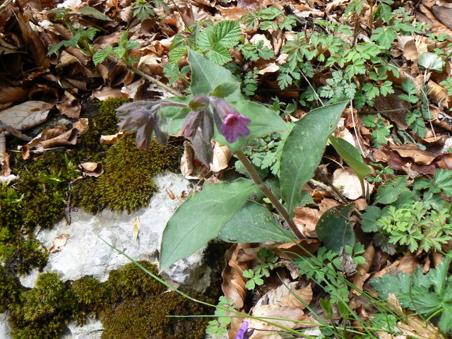pulmonaria?