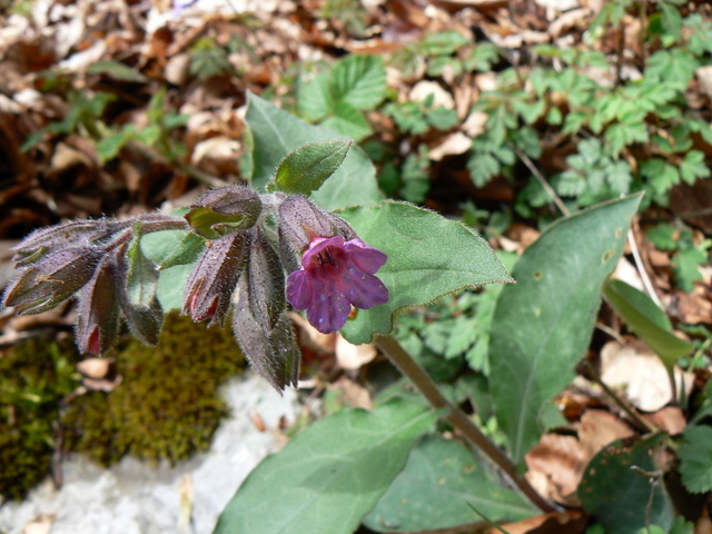 pulmonaria?