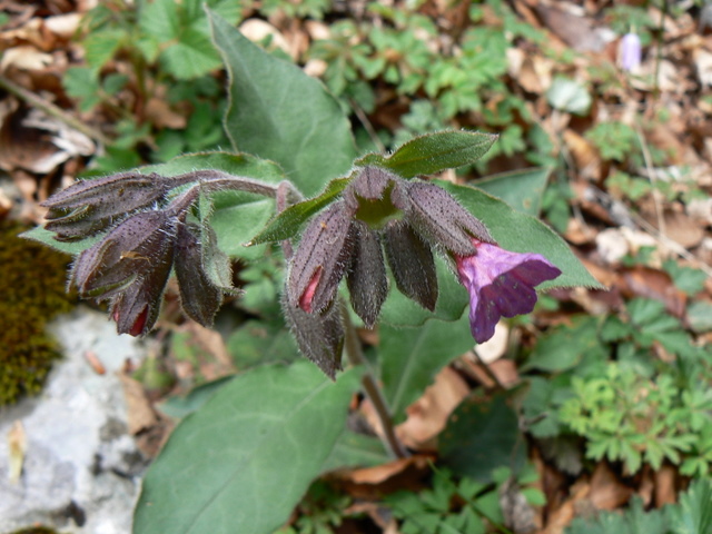 pulmonaria?