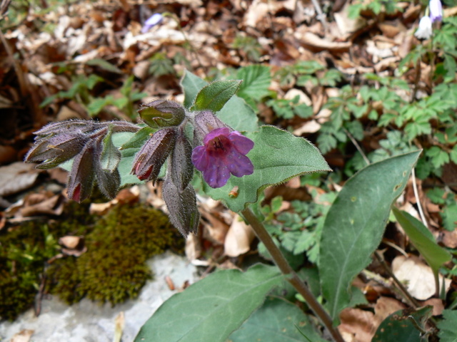 pulmonaria?