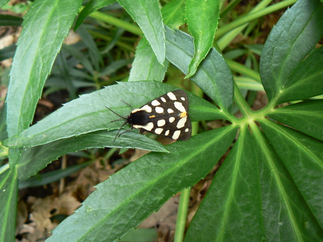 Farfalla - Arctia villica