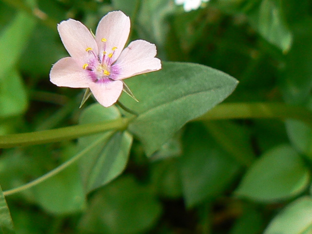 Fiorellino rosa - Anagallis sp.