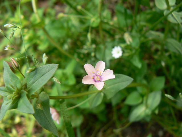 Fiorellino rosa - Anagallis sp.