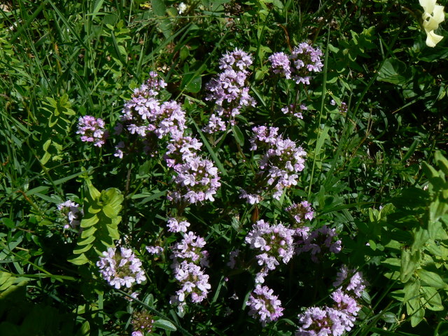 Thymus cfr. longicaulis
