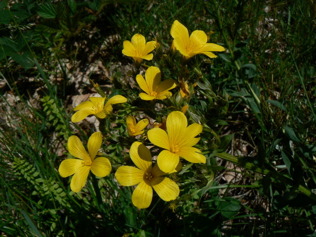 Linum capitatum