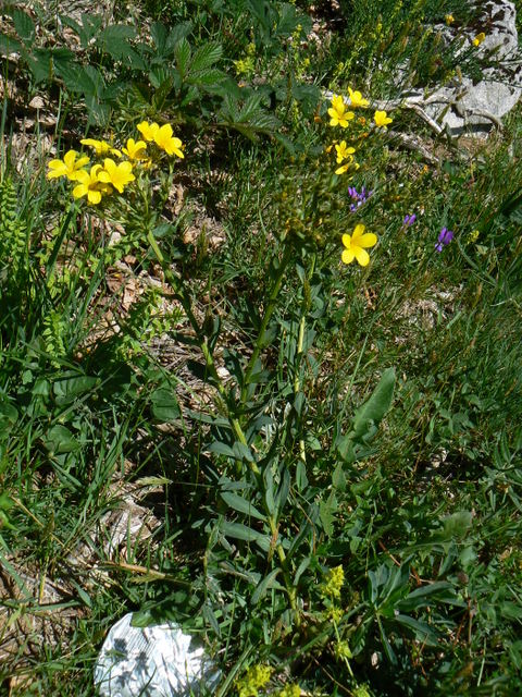 Linum capitatum