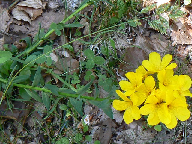 Linum capitatum