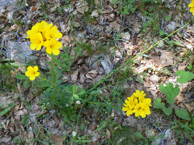 Linum capitatum