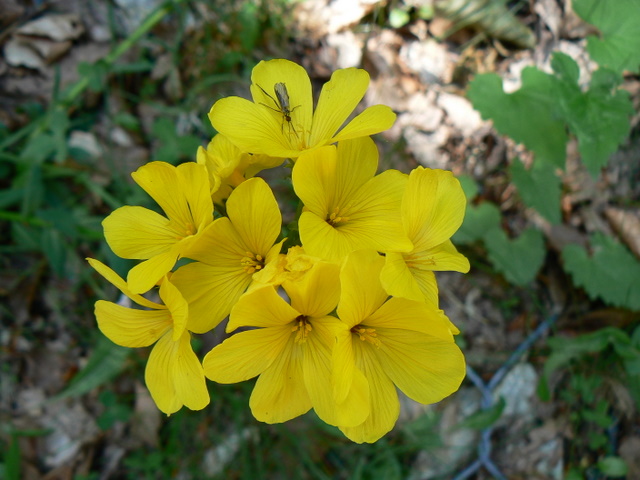 Linum capitatum