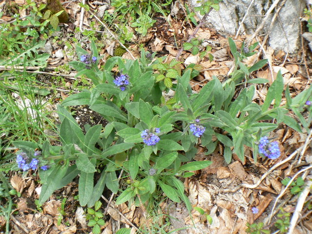 Cynoglottis barrelieri / Buglossa di Barrelier